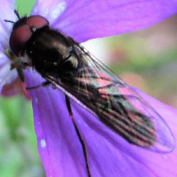 Platycheirus albimanus